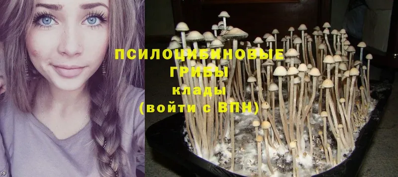 Псилоцибиновые грибы Psilocybe  blacksprut рабочий сайт  Новоузенск 